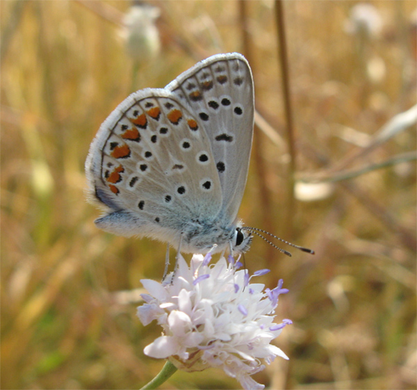 Lepidotteri del Parco dei Gessi Bolognesi